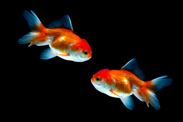goldfish are swimming pretty. ornamental fish in the black background
