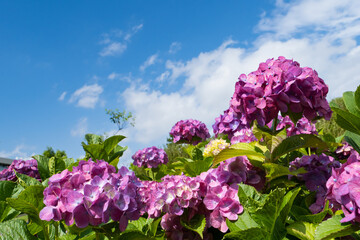 二子玉川公園のあじさいの花、青空背景