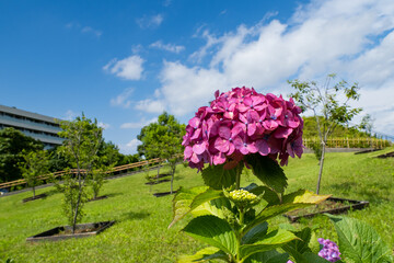 二子玉川公園のあじさいの花、青空背景