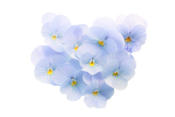 floral background of light blue viola flowers