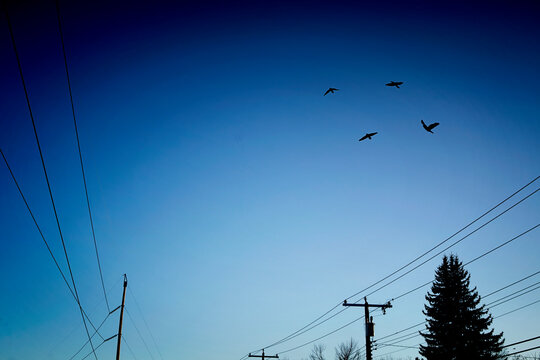 Birds flying over power lines in a blue sky