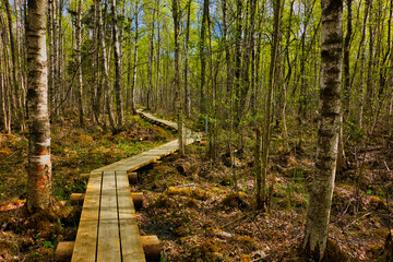Wooden boardwalk in the forest. Beautiful spring landscape. Forest trail