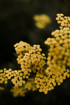 Macro of wild yellow flower in outdoors.