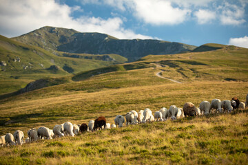 Šar Mountains: Stunning Photography of Rugged Peaks and Pristine Landscapes
