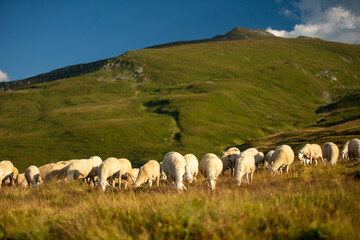 Šar Mountains: Stunning Photography of Rugged Peaks and Pristine Landscapes