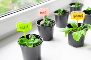 Seedlings of mint, basil, spinach, berries, strawberries standing in pots on the windowsill in the...