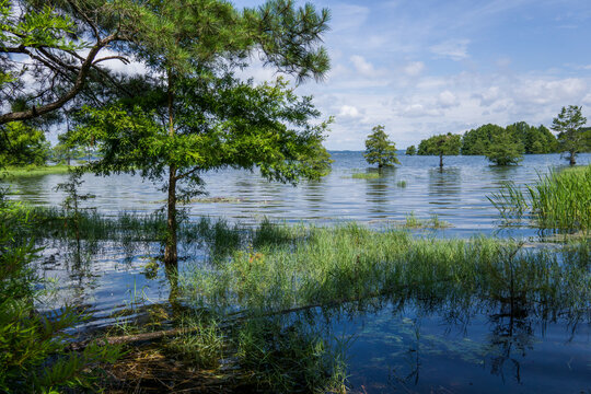 Trees in Walter F. George lake at George T. Bagby State Park, GA