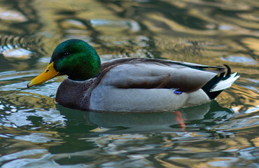 Mallard Duck (Anas platyrhynchos) wimming on a pond