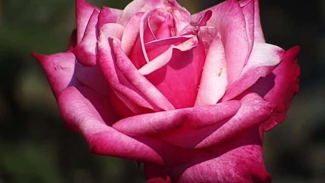 Floribunda pink garden rose hybridizer Kordes 1994