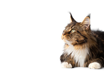 Maine Coon cat lies on a white background