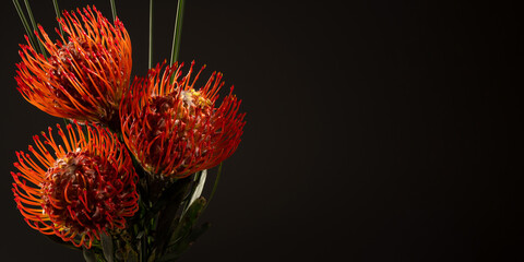 Leucospermum, three red flowers on a dark background, for floral arrangements, close-up, macro, banner, place for text