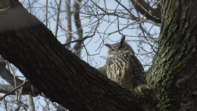 Flaco The Famous Owl Looking Sleepy In A Tree In Central Park, New York City