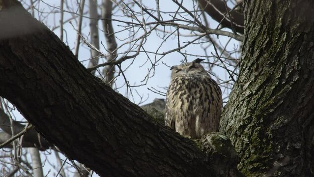 Flaco The Famous Owl Repositions Himself In A Tree In Central Park, New York City