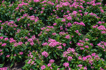 Obraz na płótnie Canvas Closeup Pentas Beebright pink in morning garden