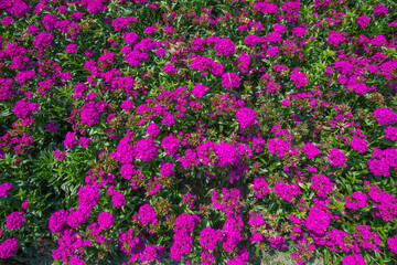 Closeup beautiful Purple Aubrieta flowers in morning garden