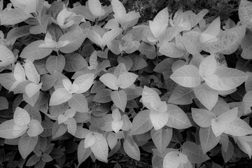 Closeup Black and white bright  leaves in garden,infrared style