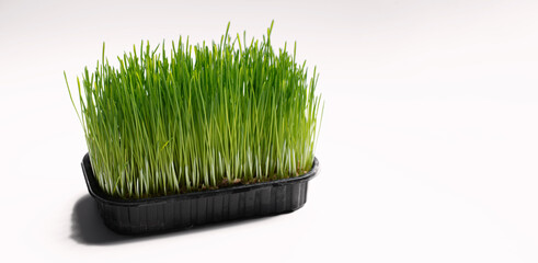 fresh green cat grass, for additional food for animals on a white background in a container, place...