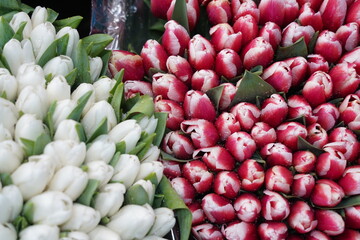 Almaty, Kazakhstan - 06.03.2023 : Different bouquets of flowers on sale before the holidays.