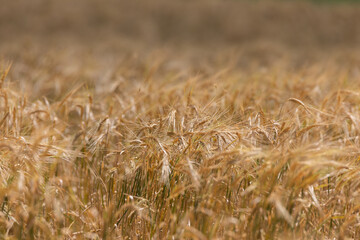 field of wheat