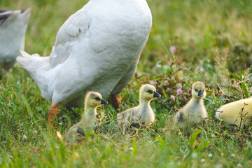 gosling goose or duck family in spring, small baby bird animal in wild nature, group of young cute yellow fluffy feather water bird using beak on green grass, mother using wing for a chick