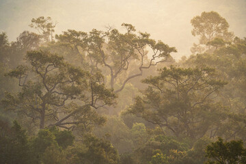 Earth Day eco concept with tropical forest background, natural forestation preservation scene with...