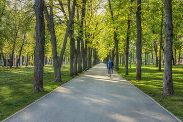 Fototapeta na wymiar Green alley in the park. Kharkiv, Ukraine, Central city park