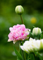 Beautiful pink rosa Double crispa Tulip with fringed edges in silvery white. Blurred background....
