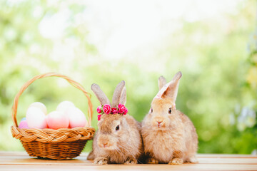 Easter bunny and Easter eggs on green grass outdoor, Cute rabbit sitting on green field spring meadow, Easter bunny hunt for festival on grass, Easter - Cute Bunny In Sunny Garden With Decorated Eggs