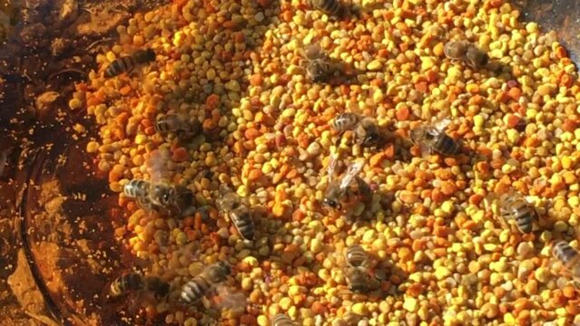 Worker bees in a plate full of pollen