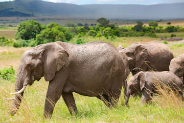 Naklejka na ściany i meble Big family of African bush elephant (Loxodonta africana) grazing in the savannah in Tarangire National Park, Tanzania.