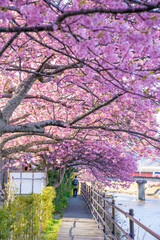 静岡県　河津町　河津桜まつりの河津桜