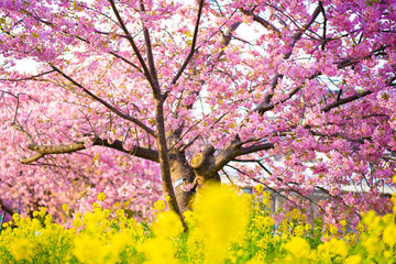 静岡県　河津町　河津桜まつりの河津桜