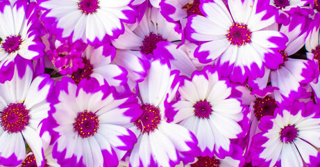 静岡県　河津町　河津桜まつりの河津桜