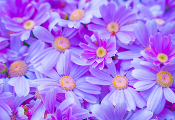 静岡県　河津町　河津桜まつりの河津桜