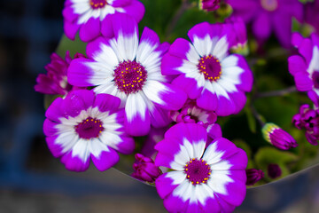 静岡県　河津町　河津桜まつりの河津桜