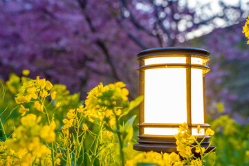 静岡県　河津町　河津桜まつりの河津桜