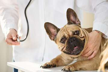 smile french bulldog at the vet. pet care