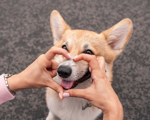 Girl folded her fingers in a heart shape around her dog's nose. Cute corgi and his owner on walk in...