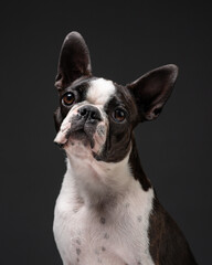 Dog in studio on a black background. Black and white Boston Terrier's head isolated on black. Portrait of cute pet. 