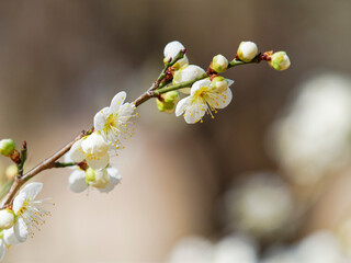 春一番に咲いた梅の花