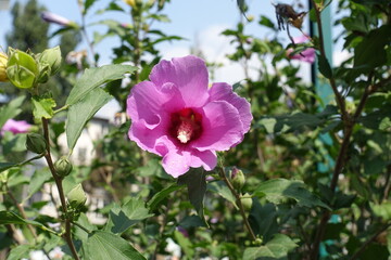 Not completely opened pink crimsoneyed flower of Hibiscus syriacus in mid August