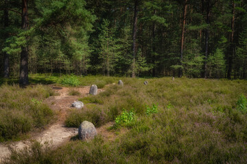 Closeup on stones forming Stone Circles at Odry, an ancient burial and worship place. UNESCO Archaeological and Natural Reserve, Pomerania, Poland