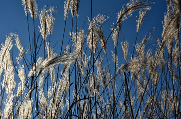flower beds with ornamental grasses are attractive from autumn to winter and thanks to dry flowers and leaves. combined with flycatchers and red leaves, my plants create a striking contrast