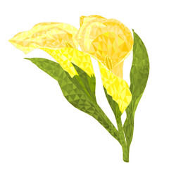 Calla lily yellow flowers and leaves   polygons herbaceous perennial ornamental plants on a white background    vector illustration editable hand draw