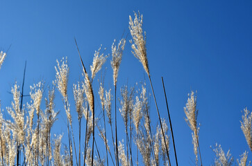 flower beds with ornamental grasses are attractive from autumn to winter and thanks to dry flowers...