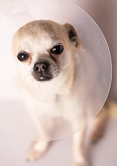 beige chihuahua dog in cone is sad with pain in veterinary consultation