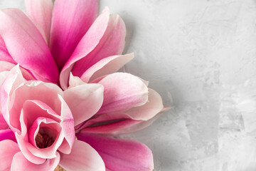Pink magnolia flowers composition. Spring blossoming flower on concrete background. Macro shot. Top...