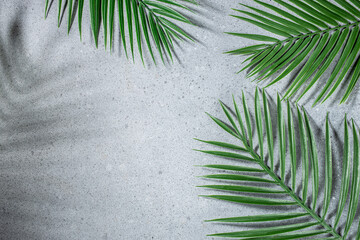 Tropical leaves, Palm plants on light background. Abstract minimalistic scene. top view. place for text