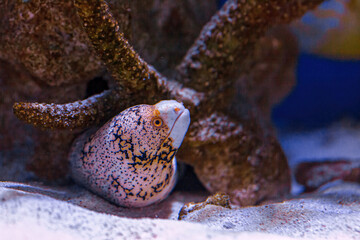 Underwater shot of fish Echidna nebulosa