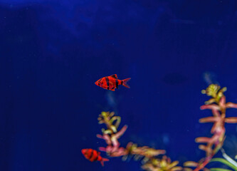 Fototapeta na wymiar Underwater shot of a glofish fish